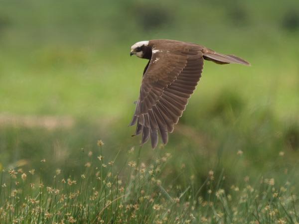 <h3><a href="/trips/tanzania/biota/animalia/chordata/aves/017 accipitriformes/004 accipitridae/circus aeruginosus/circus aeruginosus-nl.html">Circus&nbsp;aeruginosus</a> / Western&nbsp;marsh&nbsp;harrier / Bruine&nbsp;kiekendief</h3>OM-1 Mark II met OLYMPUS M.150-400mm F4.5 TC, 1/2000 sec  bij F5.6, ISO 800, afstand 70.2&nbsp;m